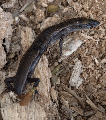Lampropholis delicata observed 2026-10-27