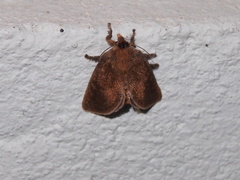 Scopelodes contracta