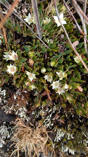 Boronia observed 2026-10-27
