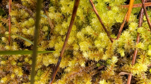 Ptychomnion aciculare observed 2026-10-27