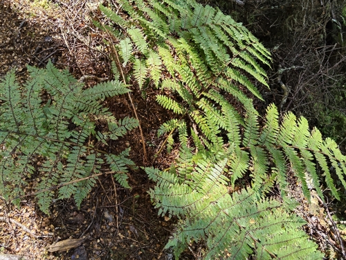 Cyathea observed 2026-10-27