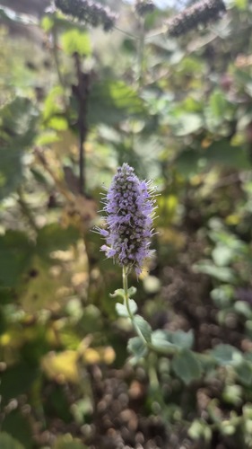 Mentha spicata observed 2026-10-24