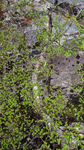 Nothofagus observed 2026-10-27