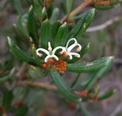 Grevillea australis