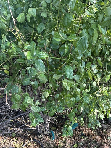 Colubrina asiatica observed 2026-10-27
