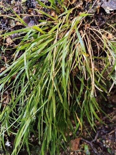 Earina mucronata observed 2026-10-27