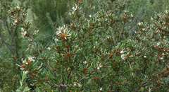 Grevillea australis