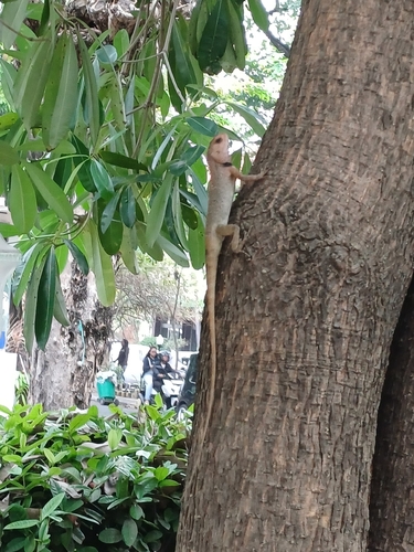 Calotes versicolor observed 2026-10-27