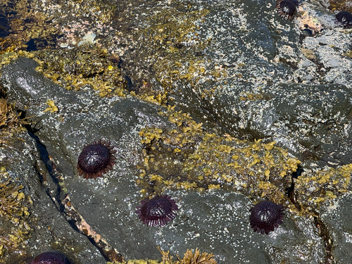 Colobocentrotus atratus, 2026-10-22