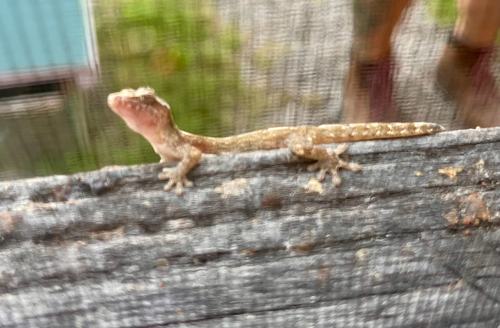 Lepidodactylus lugubris observed 2026-10-23