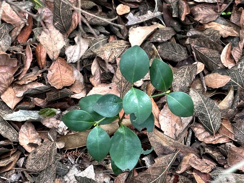 Ixora observed 2026-10-27