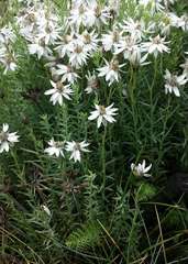 Rhodanthe anthemoides