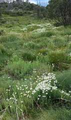 Rhodanthe anthemoides