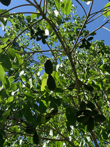 Sterculia observed 2026-10-27