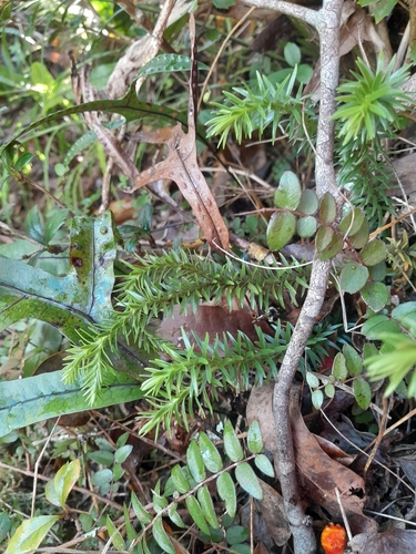 Lycopodium observed 2026-10-27