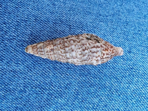 Cerithium observed 2026-10-27