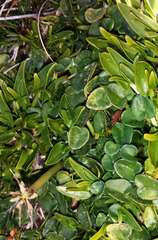 Diplaspis nivis