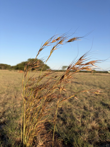 Themeda triandra observed 2026-10-26