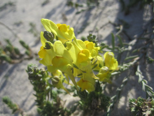 Linaria polygalifolia