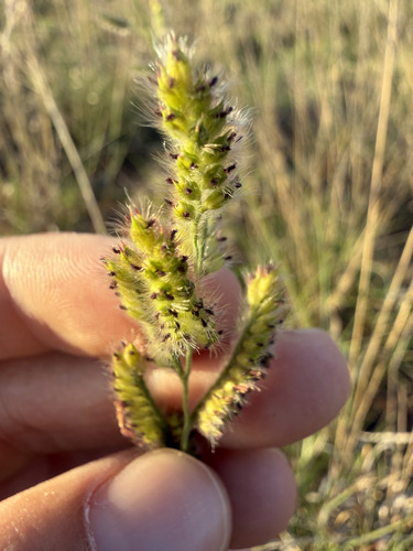Urochloa observed 2026-10-26