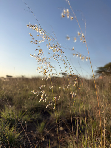 Melinis repens observed 2026-10-26