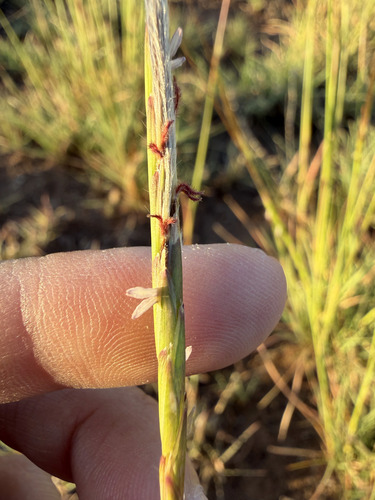 Heteropogon contortus observed 2026-10-26