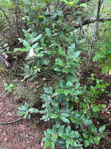 Olearia furfuracea observed 2026-10-27