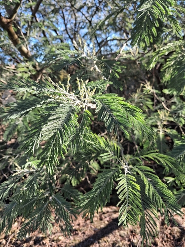 Acacia dealbata observed 2026-10-26