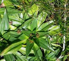 Plantago muelleri