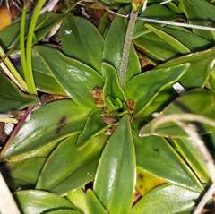 Plantago muelleri