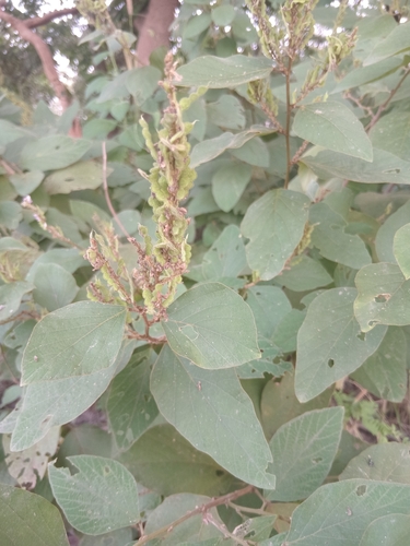 Desmodium observed 2026-10-26