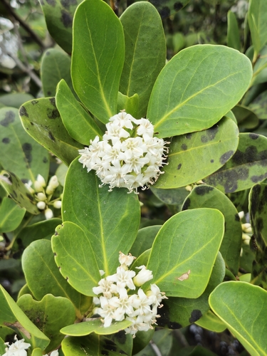 Aegiceras corniculatum observed 2026-10-26