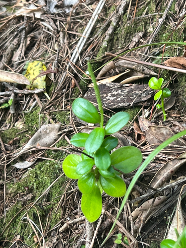 Peperomia observed 2026-10-27
