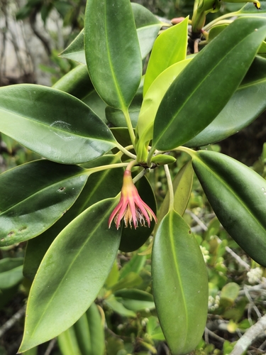 Bruguiera gymnorhiza observed 2026-10-26