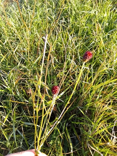 Sanguisorba officinalis observed 2026-10-27