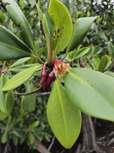 Bruguiera gymnorhiza observed 2026-10-26
