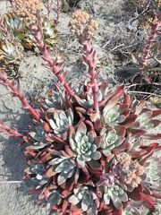 Dudleya virens hassei