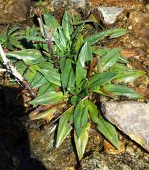 Plantago muelleri
