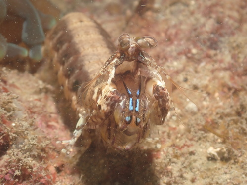 Pseudosquilla observed 2026-10-19
