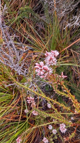 Sprengelia incarnata observed 2026-10-27