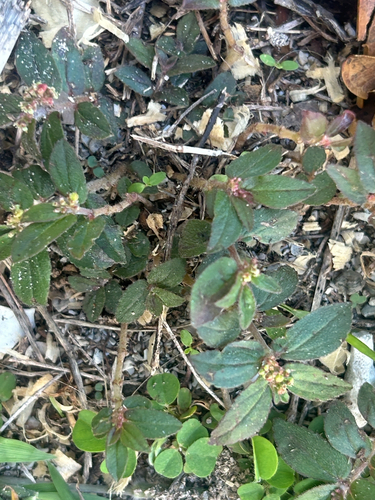 Euphorbia hirta observed 2026-10-27