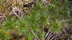 Plantago muelleri