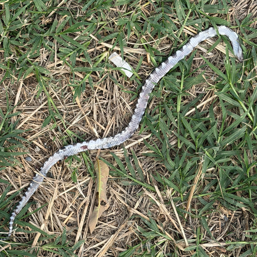 Bungarus candidus observed 2026-10-27