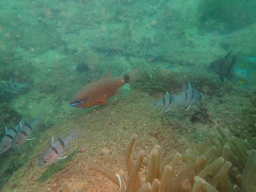 Ostorhinchus fleurieu observed 2026-10-19