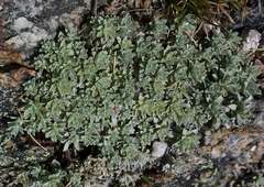 Ewartia nubigena