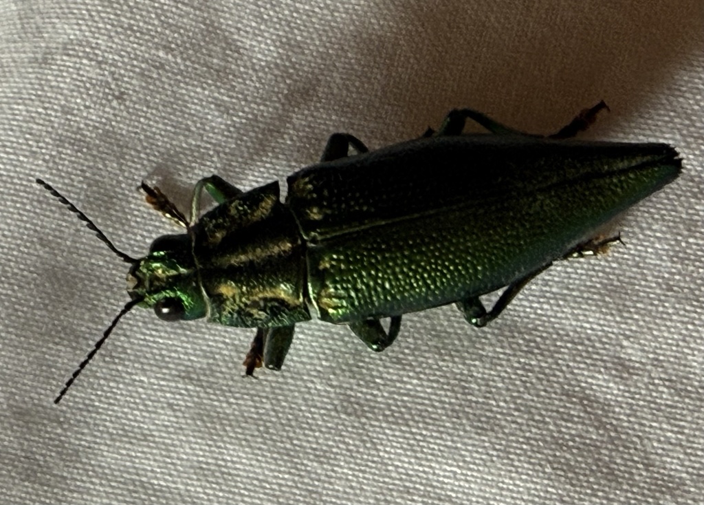 Cyphogastra wallacei