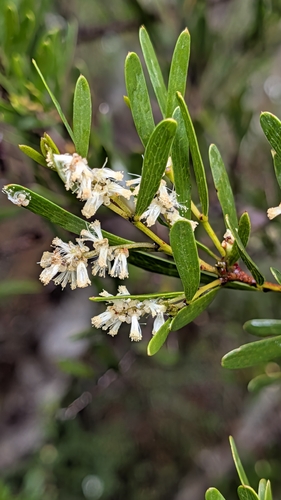 Acacia mucronata observed 2026-10-27