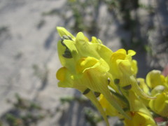 Linaria polygalifolia polygalifolia