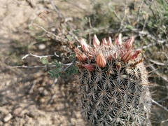 Coryphantha potosiana