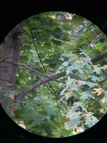 Catharus ustulatus observed 2026-10-26